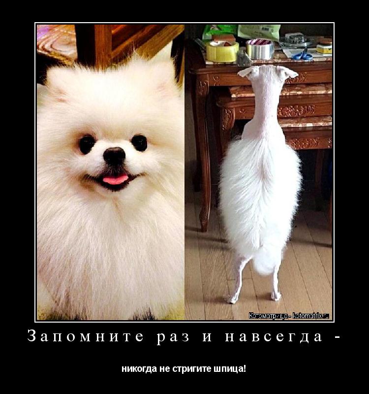 Котоматрица: Запомните раз и навсегда - никогда не стригите шпица!