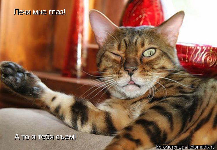 Котоматрица: Лечи мне глаз! А то я тебя съем!
