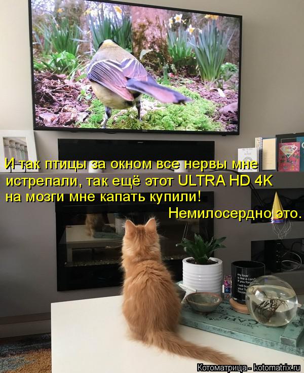 И так птицы за окном все нервы мне истрепали, так ещё этот ULTRA HD 4K на мозги мне капать купили! Не... Котоматрица: И так птицы за окном все нервы мне истрепали, так ещё этот ULTRA HD 4K на мозги мне капать купили! Немилосердно это.