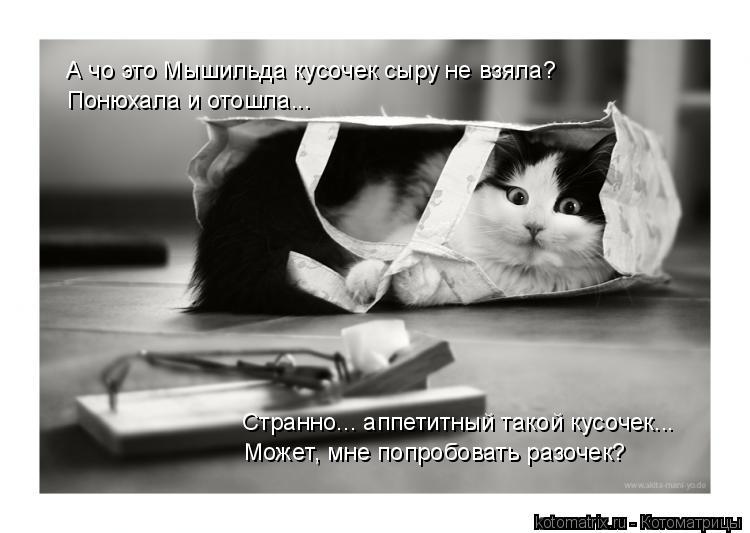 Котоматрица: А чо это Мышильда кусочек сыру не взяла? Понюхала и отошла...  Странно... аппетитный такой кусочек... Может, мне попробовать разочек?