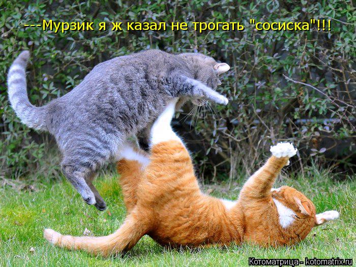 Котоматрица: ---Мурзик я ж казал не трогать "сосиска"!!!