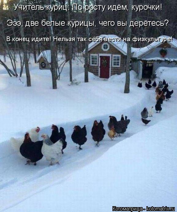 Котоматрица: Эээ, две белые курицы, чего вы дерётесь? В конец идите! Нельзя так себя вести на физкультуре! Учитель куриц: По росту идём, курочки!