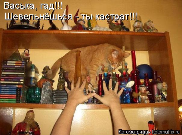 Васька, гад!!! Шевельнёшься - ты кастрат!!!... Котоматрица: Васька, гад!!! Шевельнёшься - ты кастрат!!!