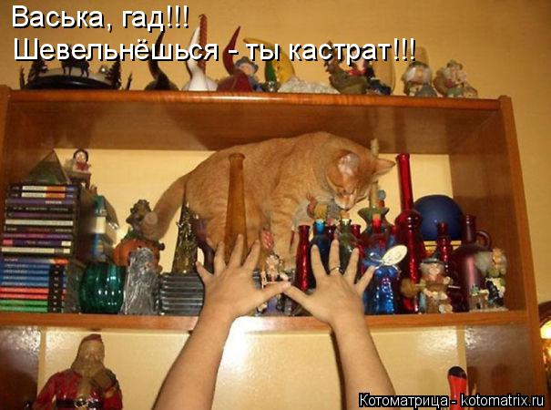 Котоматрица: Васька, гад!!!  Шевельнёшься - ты кастрат!!!