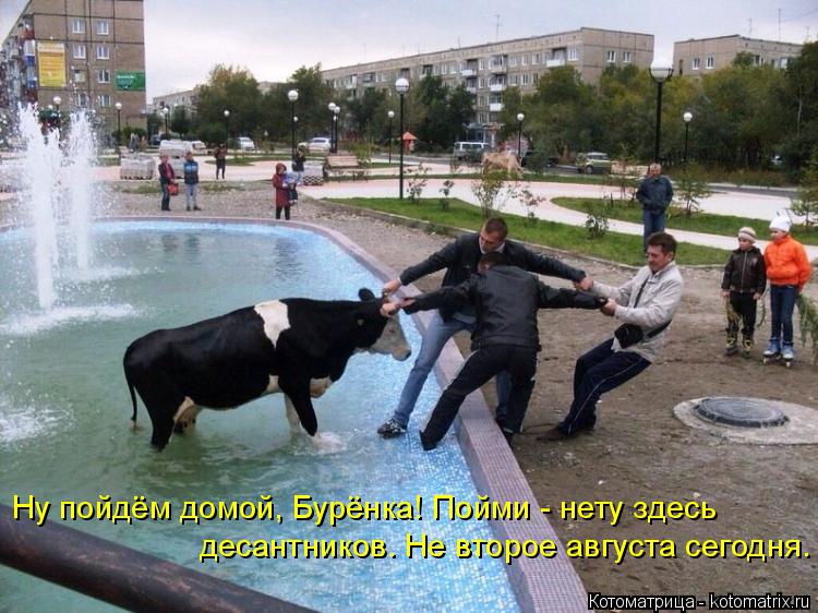 Ну пойдём домой, Бурёнка! Пойми - нету здесь десантников. Не второе августа сегодня.... Котоматрица: Ну пойдём домой, Бурёнка! Пойми - нету здесь десантников. Не второе августа сегодня.