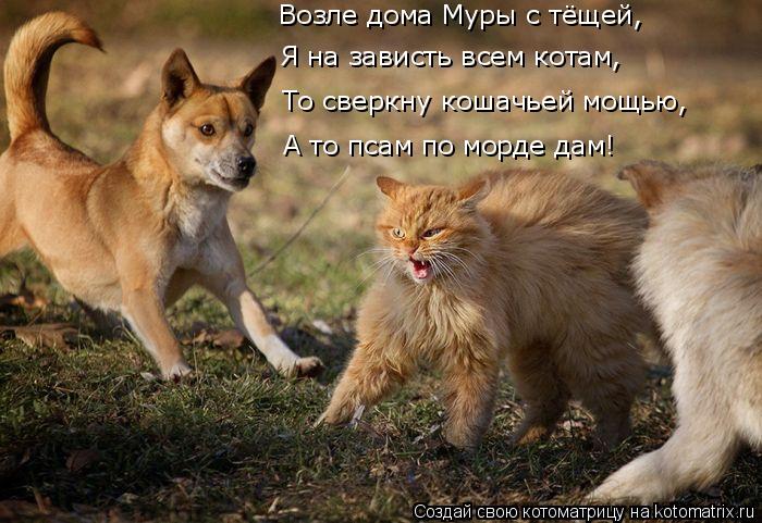 То сверкну кошачьей мощью, Возле дома Муры с тёщей, Я на зависть всем котам, А то псам по морде дам!... Котоматрица: То сверкну кошачьей мощью, Возле дома Муры с тёщей, Я на зависть всем котам, А то псам по морде дам!