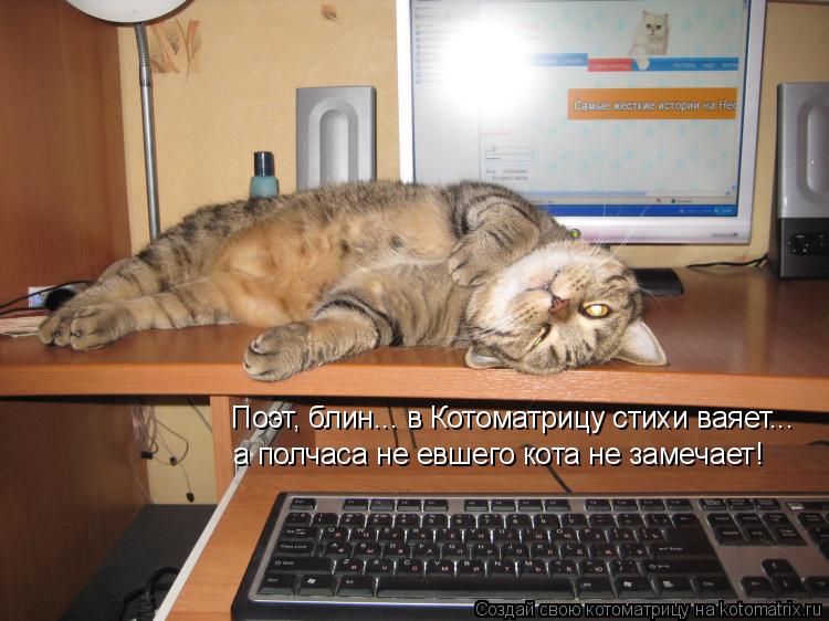 Котоматрица: Поэт, блин... в Котоматрицу стихи ваяет... а полчаса не евшего кота не замечает!