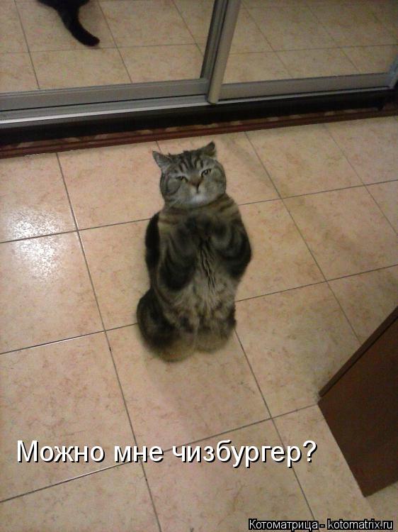 Котоматрица: Можно мне чизбургер?