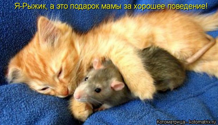 Котоматрица: Я-Рыжик, а это подарок мамы за хорошее поведение!