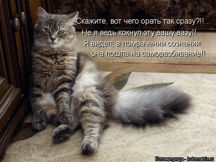 Скажите, вот чего орать так сразу?!!... Не я ведь кокнул эту вашу вазу!! Я видел, в помрачении сознан... Котоматрица: Скажите, вот чего орать так сразу?!!... Не я ведь кокнул эту вашу вазу!! Я видел, в помрачении сознания она пошла на саморазбивание!!