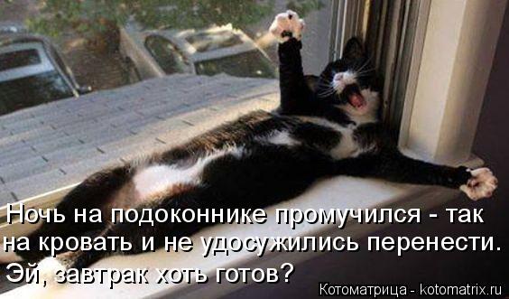 Ночь на подоконнике промучился - так на кровать и не удосужились перенести. Эй, завтрак хоть готов?... Котоматрица: Ночь на подоконнике промучился - так на кровать и не удосужились перенести. Эй, завтрак хоть готов?