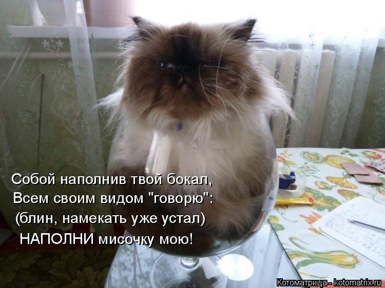 Собой наполнив твой бокал, Всем своим видом "говорю": (блин, намекать уже устал) НАПОЛНИ мисочку мою!... Котоматрица: Собой наполнив твой бокал, Всем своим видом "говорю": (блин, намекать уже устал) НАПОЛНИ мисочку мою!