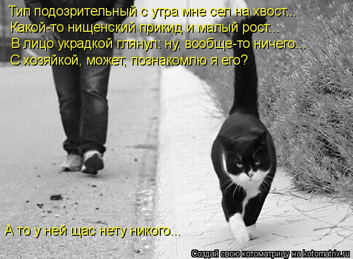 Котоматрица: Тип подозрительный с утра мне сел на хвост... Какой-то нищенский прикид и малый рост... В лицо украдкой глянул: ну, вообще-то ничего... С хозяйко