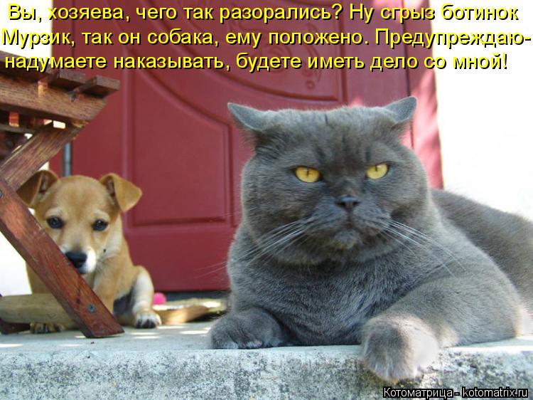 Котоматрица: Вы, хозяева, чего так разорались? Ну сгрыз ботинок Мурзик, так он собака, ему положено. Предупреждаю- надумаете наказывать, будете иметь дело