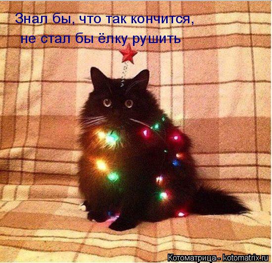 Котоматрица: Знал бы, что так кончится,  не стал бы ёлку рушить