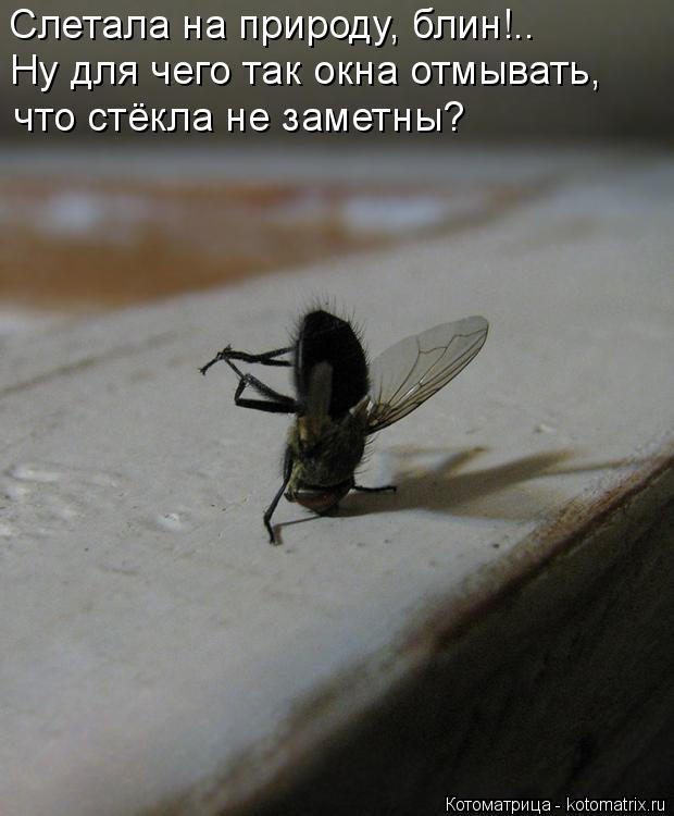 Слетала на природу, блин!.. Ну для чего так окна отмывать, что стёкла не заметны?... Котоматрица: Слетала на природу, блин!.. Ну для чего так окна отмывать, что стёкла не заметны?