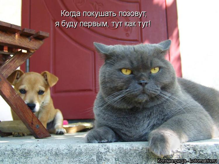 Котоматрица: Когда покушать позовут, я буду первым, тут как тут!