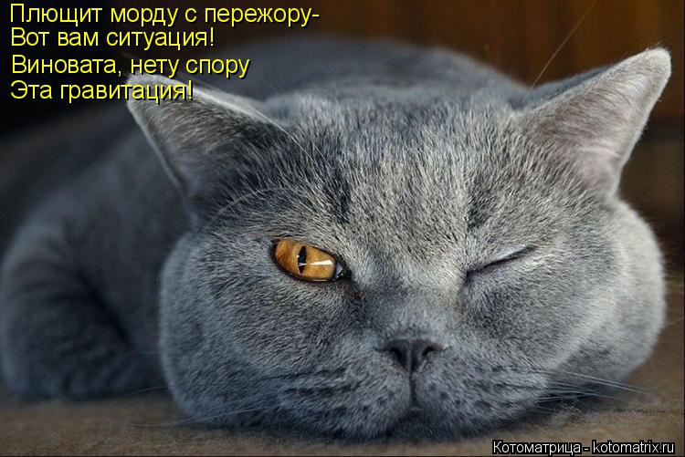 Плющит морду с пережору- Вот вам ситуация! Виновата, нету спору Эта гравитация!... Котоматрица: Плющит морду с пережору- Вот вам ситуация! Виновата, нету спору Эта гравитация!