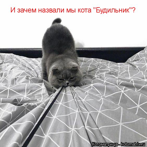 Котоматрица: И зачем назвали мы кота "Будильник"?