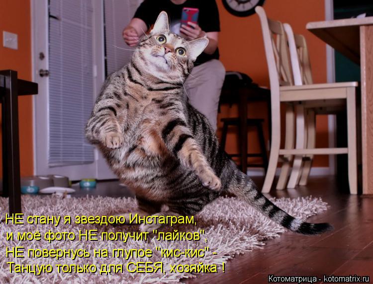 Котоматрица: НЕ стану я звездою Инстаграм, и моё фото НЕ получит "лайков", НЕ повернусь на глупое "кис-кис" -  Танцую только для СЕБЯ, хозяйка !