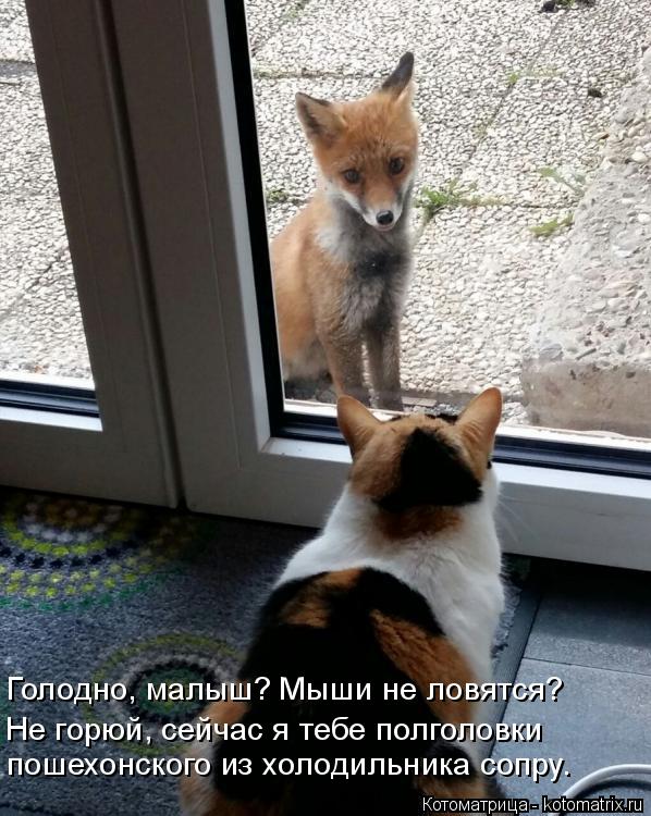 Котоматрица: Голодно, малыш? Мыши не ловятся? Не горюй, сейчас я тебе полголовки пошехонского из холодильника сопру.