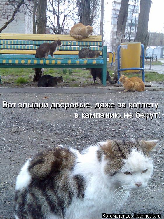 Вот злыдни дворовые, даже за котлету в кампанию не берут!... Котоматрица: Вот злыдни дворовые, даже за котлету в кампанию не берут!