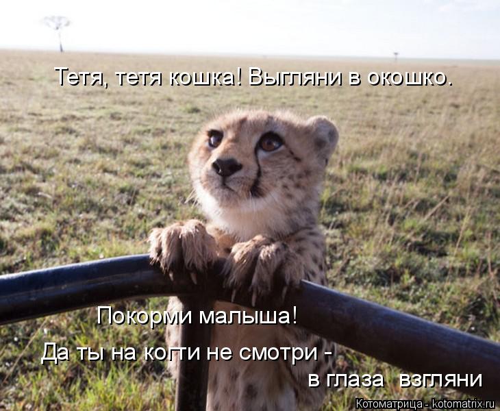 Котоматрица: Тетя, тетя кошка! Выгляни в окошко. Да ты на когти не смотри -  в глаза  взгляни Покорми малыша!