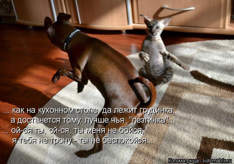 Котоматрица: ... как на кухонном столе, да лежит грудинка, а достанется тому, лучше чья  "лезгинка"... ... ой-ся ты, ой-ся, ты меня не бойся, я тебя не трону - ты не
