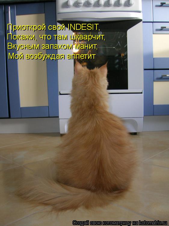 Котоматрица: Приоткрой свой INDESIT, Покажи, что там шкварчит, Вкусным запахом манит, Мой возбуждая аппетит