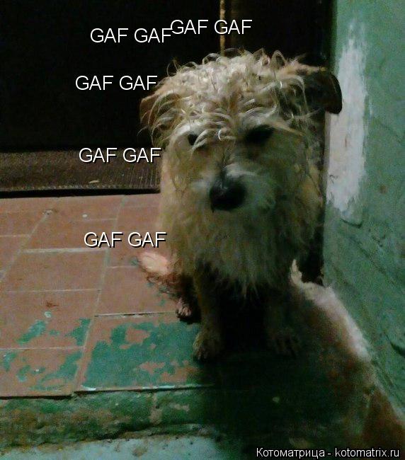 Котоматрица: GAF GAF GAF GAF GAF GAF GAF GAF GAF GAF