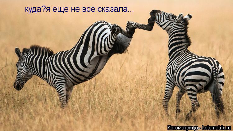 Котоматрица: куда?я еще не все сказала...