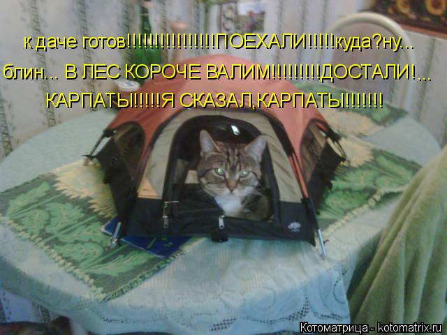 Котоматрица: к даче готов!!!!!!!!!!!!!!!!ПОЕХАЛИ!!!!!куда?ну... блин... В ЛЕС КОРОЧЕ ВАЛИМ!!!!!!!!!ДОСТАЛИ! ... КАРПАТЫ!!!!!Я СКАЗАЛ,КАРПАТЫ!!!!!!!