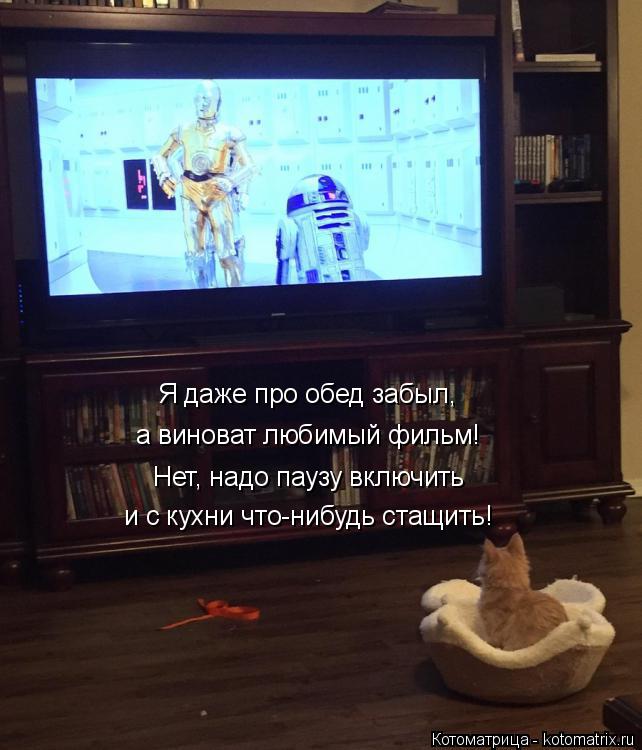 Котоматрица: а виноват любимый фильм! Я даже про обед забыл, Нет, надо паузу включить и с кухни что-нибудь стащить!