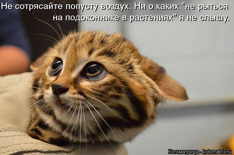 Котоматрица: Не сотрясайте попусту воздух. Ни о каких "не рыться на подоконнике в растениях" я не слышу.