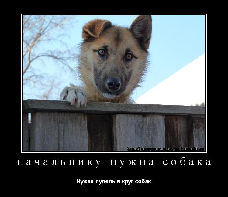 Котоматрица: начальнику нужна собака Нужен пудель в круг собак