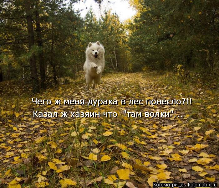 Чего ж мнея дурака в лес понесло?!! Чего ж меня дурака в лес понесло?!! Казал ж хазяин что "там вол... Котоматрица: Чего ж мнея дурака в лес понесло?!! Чего ж меня дурака в лес понесло?!! Казал ж хазяин что "там волки"...
