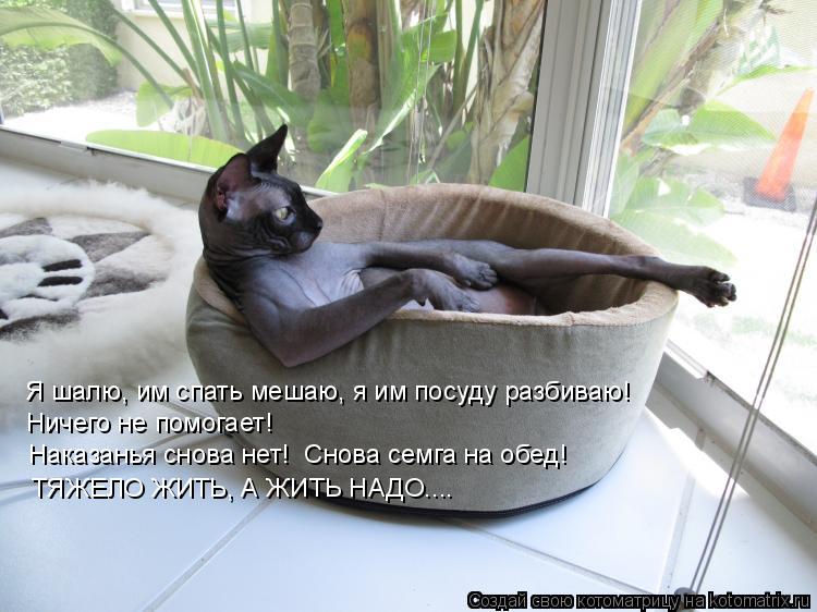 Я шалю, им спать мешаю, я им посуду разбиваю! Ничего не помогает! Наказанья снова нет! Снова семга н... Котоматрица: Я шалю, им спать мешаю, я им посуду разбиваю! Ничего не помогает! Наказанья снова нет! Снова семга на обед! ТЯЖЕЛО ЖИТЬ, А ЖИТЬ НАДО....