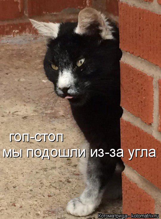 гоп-стоп мы подошли из-за угла... Котоматрица: гоп-стоп мы подошли из-за угла