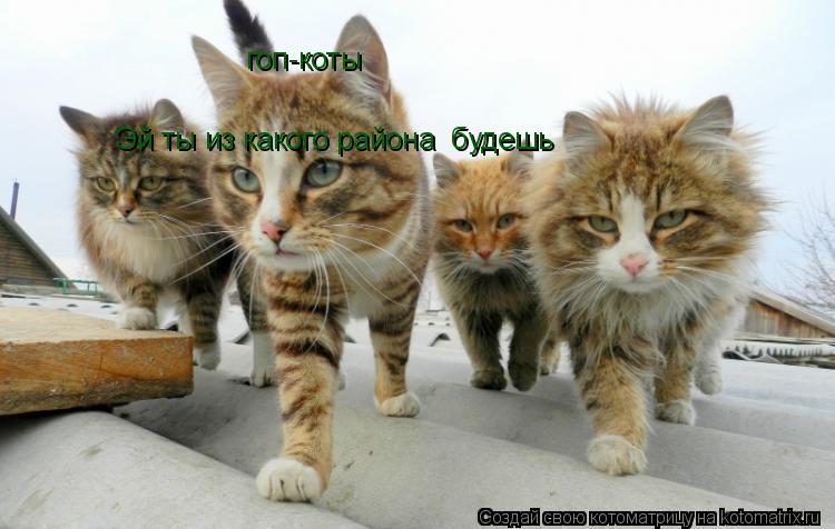 Эй ты из какого района будешь гоп-коты... Котоматрица: Эй ты из какого района будешь гоп-коты