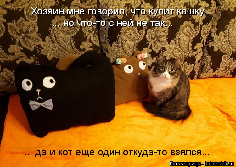 Хозяин мне говорил, что купит кошку... ... но что-то с ней не так... ... да и кот еще один откуда-то ... Котоматрица: Хозяин мне говорил, что купит кошку... ... но что-то с ней не так... ... да и кот еще один откуда-то взялся...