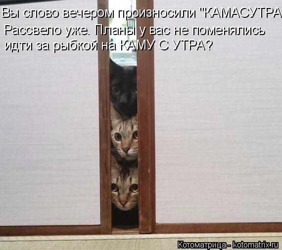 Котоматрица: Вы слово вечером произносили "КАМАСУТРА" Рассвело уже. Планы у вас не поменялись идти за рыбкой на КАМУ С УТРА?