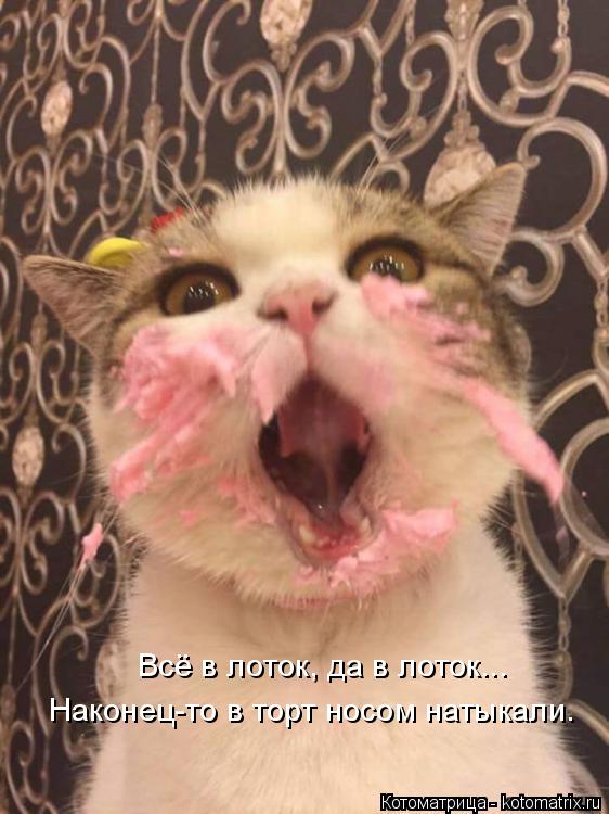 Котоматрица: Всё в лоток, да в лоток... Наконец-то в торт носом натыкали.