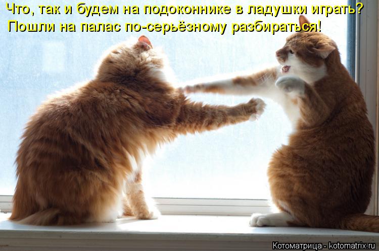 Что, так и будем на подоконнике в ладушки играть? Пошли на палас по-серьёзному разбираться!... Котоматрица: Что, так и будем на подоконнике в ладушки играть? Пошли на палас по-серьёзному разбираться!