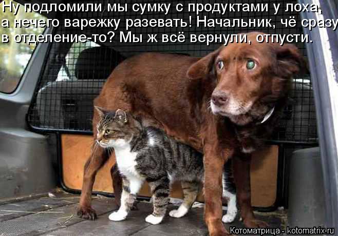 Котоматрица: Ну подломили мы сумку с продуктами у лоха,  а нечего варежку разевать! Начальник, чё сразу в отделение-то? Мы ж всё вернули, отпусти.