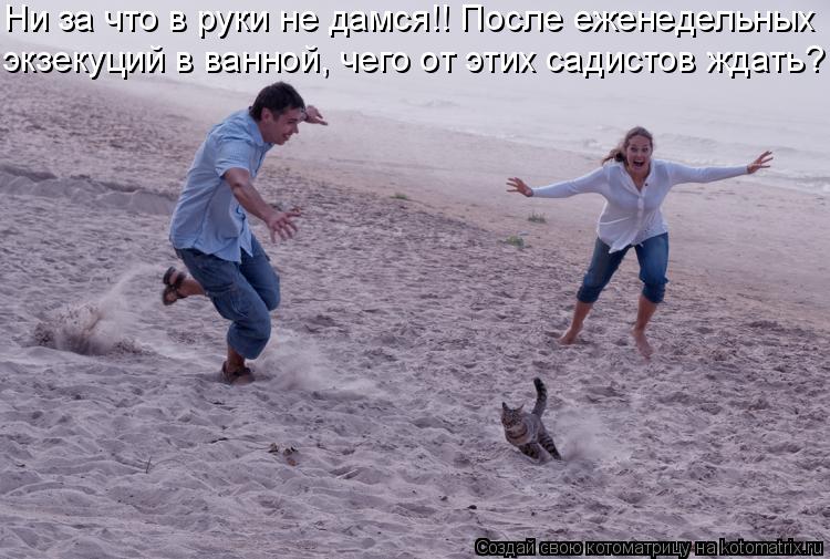 Ни за что в руки не дамся!! После еженедельных экзекуций в ванной, чего от этих садистов ждать?... Котоматрица: Ни за что в руки не дамся!! После еженедельных экзекуций в ванной, чего от этих садистов ждать?