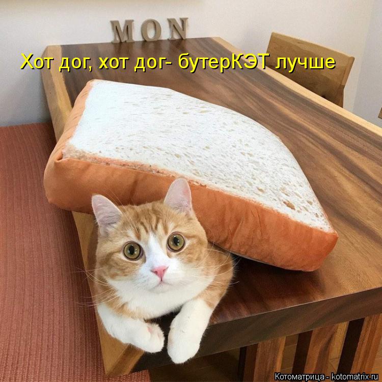 Хот дог, хот дог- бутерКЭТ лучше... Котоматрица: Хот дог, хот дог- бутерКЭТ лучше