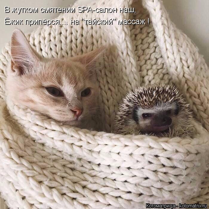 В жутком смятении SPA-салон наш, Ёжик припёрся.... на "тайский" массаж !... Котоматрица: В жутком смятении SPA-салон наш, Ёжик припёрся.... на "тайский" массаж !