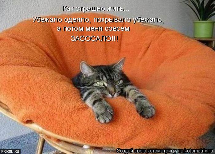 Котоматрица: Как страшно жить... Убежало одеяло, покрывало убежало,  а потом меня совсем ЗАСОСАЛО!!!