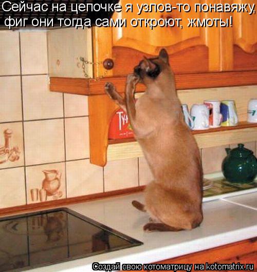 Котоматрица: Сейчас на цепочке я узлов-то понавяжу,  фиг они тогда сами откроют, жмоты!