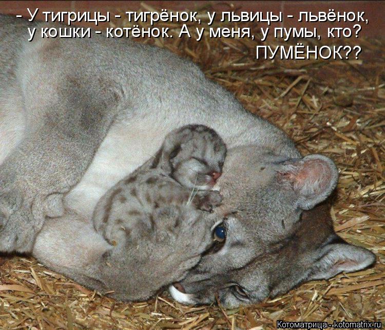 - У тигрицы - тигрёнок, у львицы - львёнок, у кошки - котёнок. А у меня, у пумы, кто? ПУМЁНОК??... Котоматрица: - У тигрицы - тигрёнок, у львицы - львёнок, у кошки - котёнок. А у меня, у пумы, кто? ПУМЁНОК??